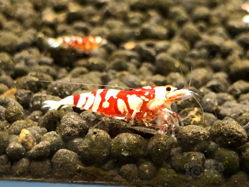 【虾】2020-07-11#RMB拍卖红花虎1公2母-图5