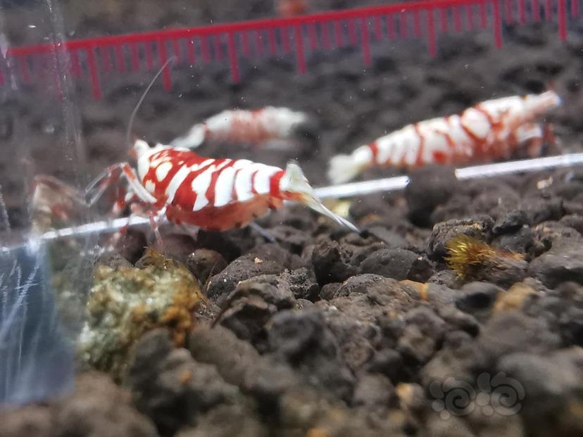 【虾】2020-7-27#RMB拍卖#太极红花虎母虾一份一只-图6