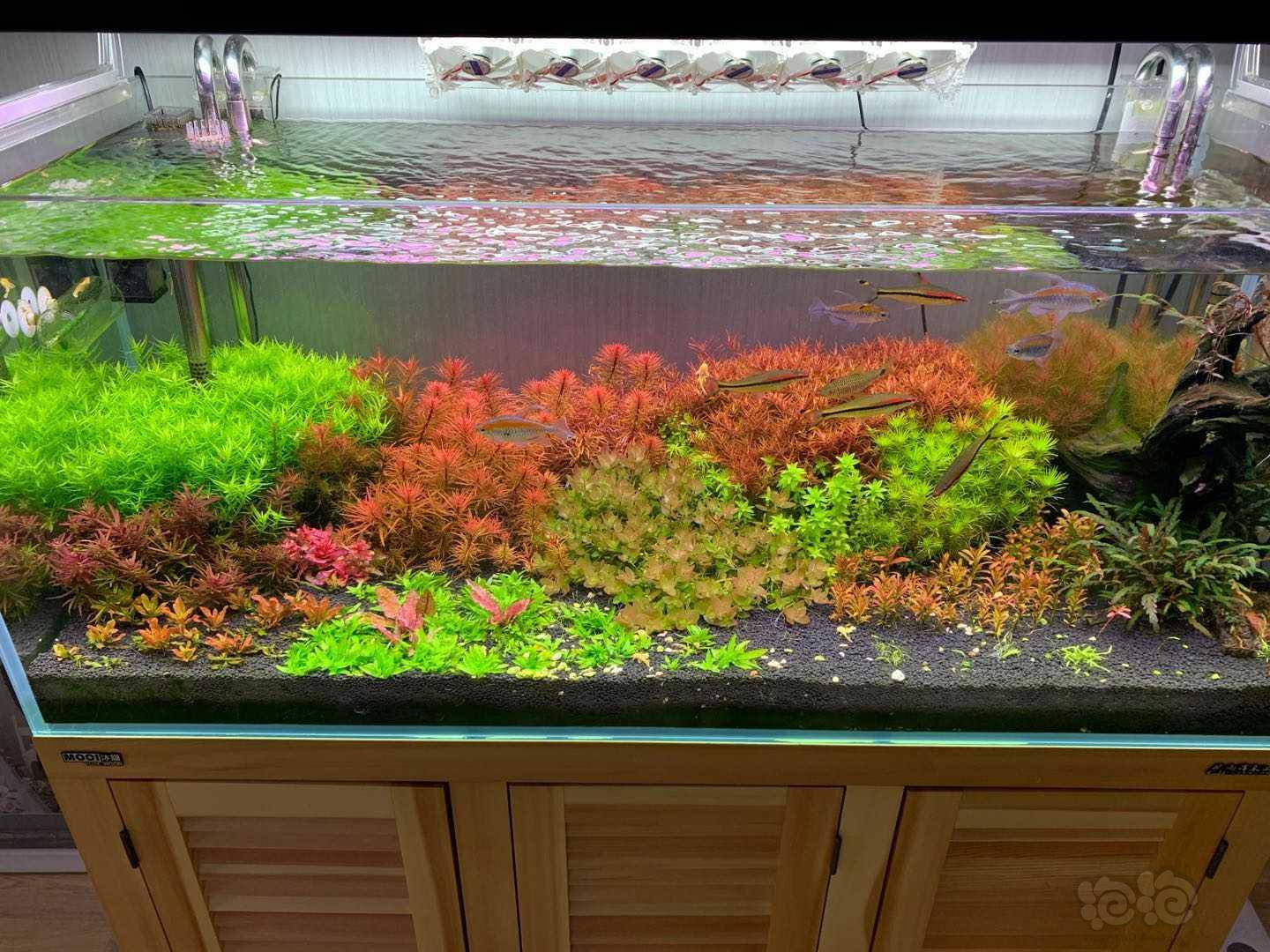 娜拉eca红草型液肥 大型测试现场 长文 泡泡水族