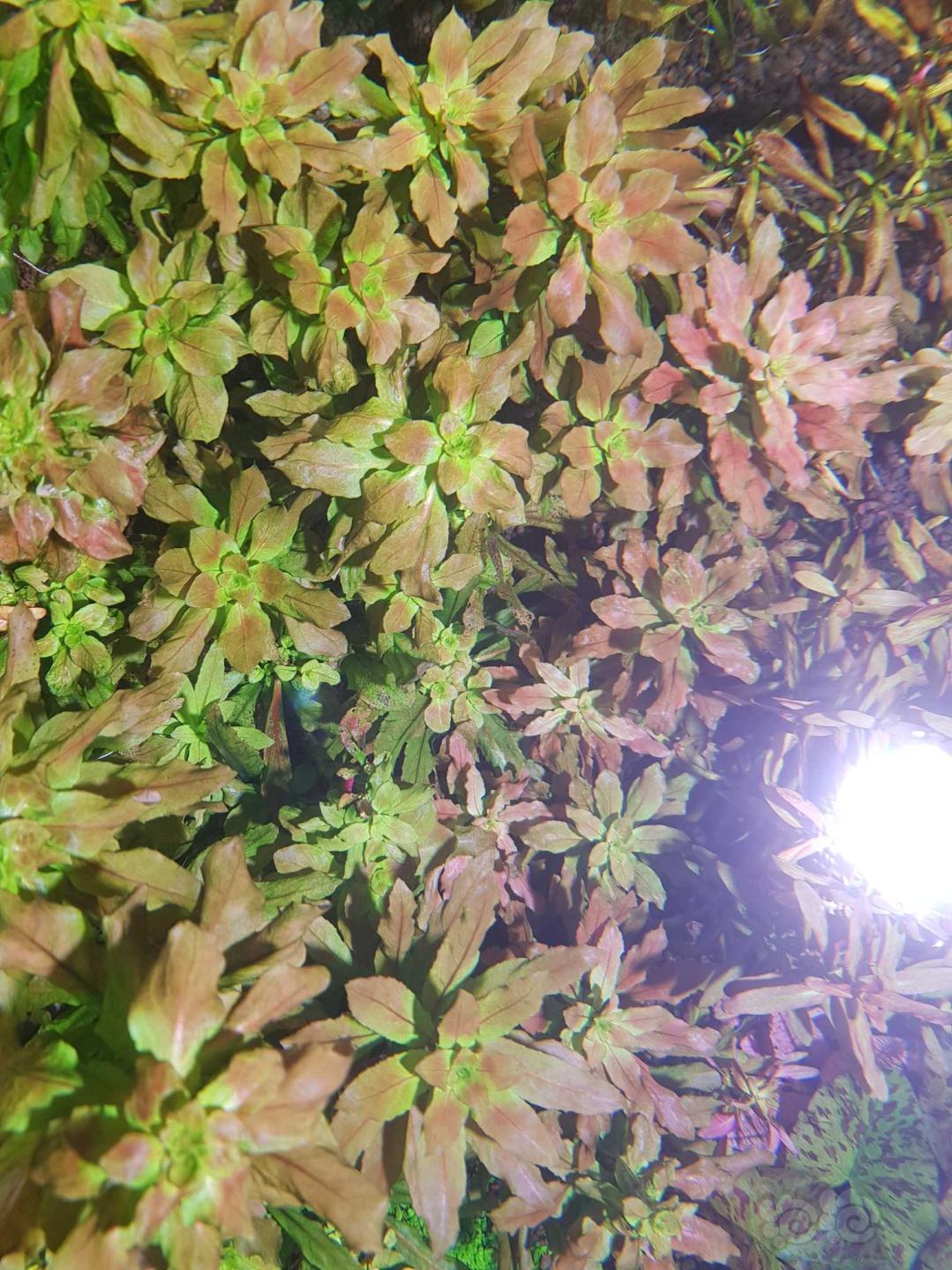 出迷你矮，虎斑睡莲，珊瑚莫斯，北美丁香-图6