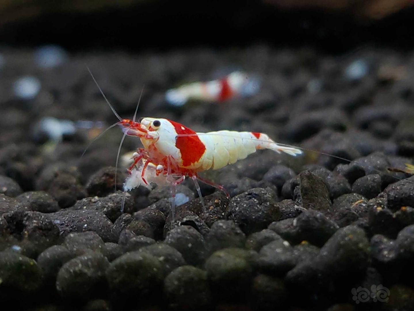 【虾】2020-07-13#RMB拍卖#红白纯血水晶虾一份6只-图6