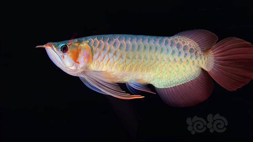 龙鱼精选印尼大湖鱼