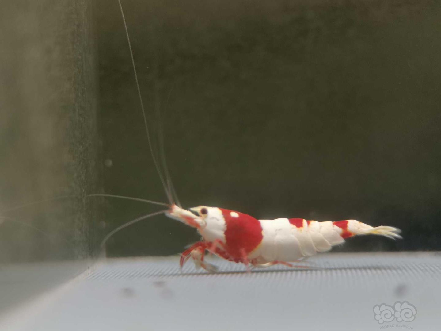 【虾】2020-07-13#RMB拍卖纯血红白一公一母-图6