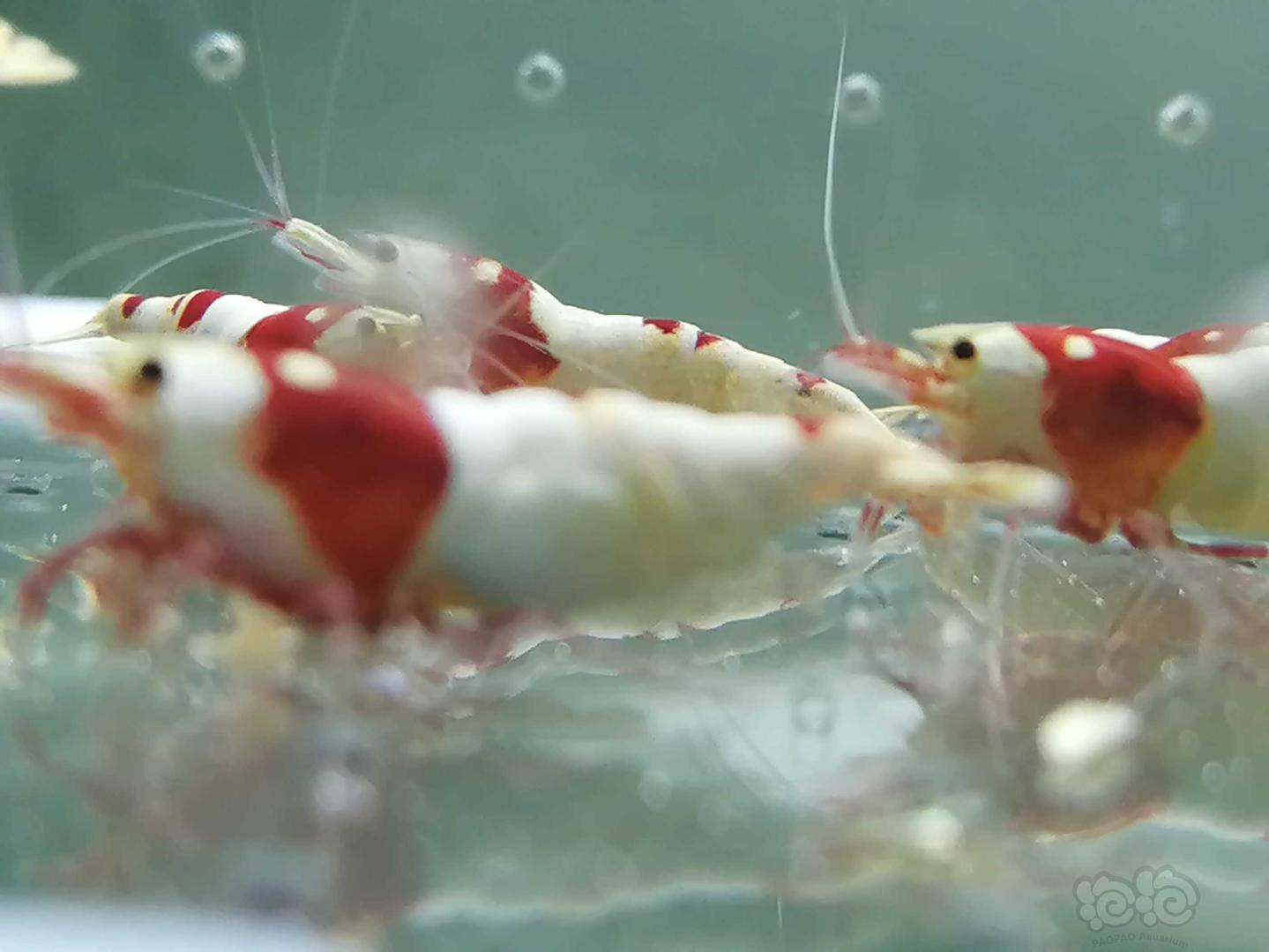【虾】2020-07-12#RMB拍卖#红白水晶虾5只-图3