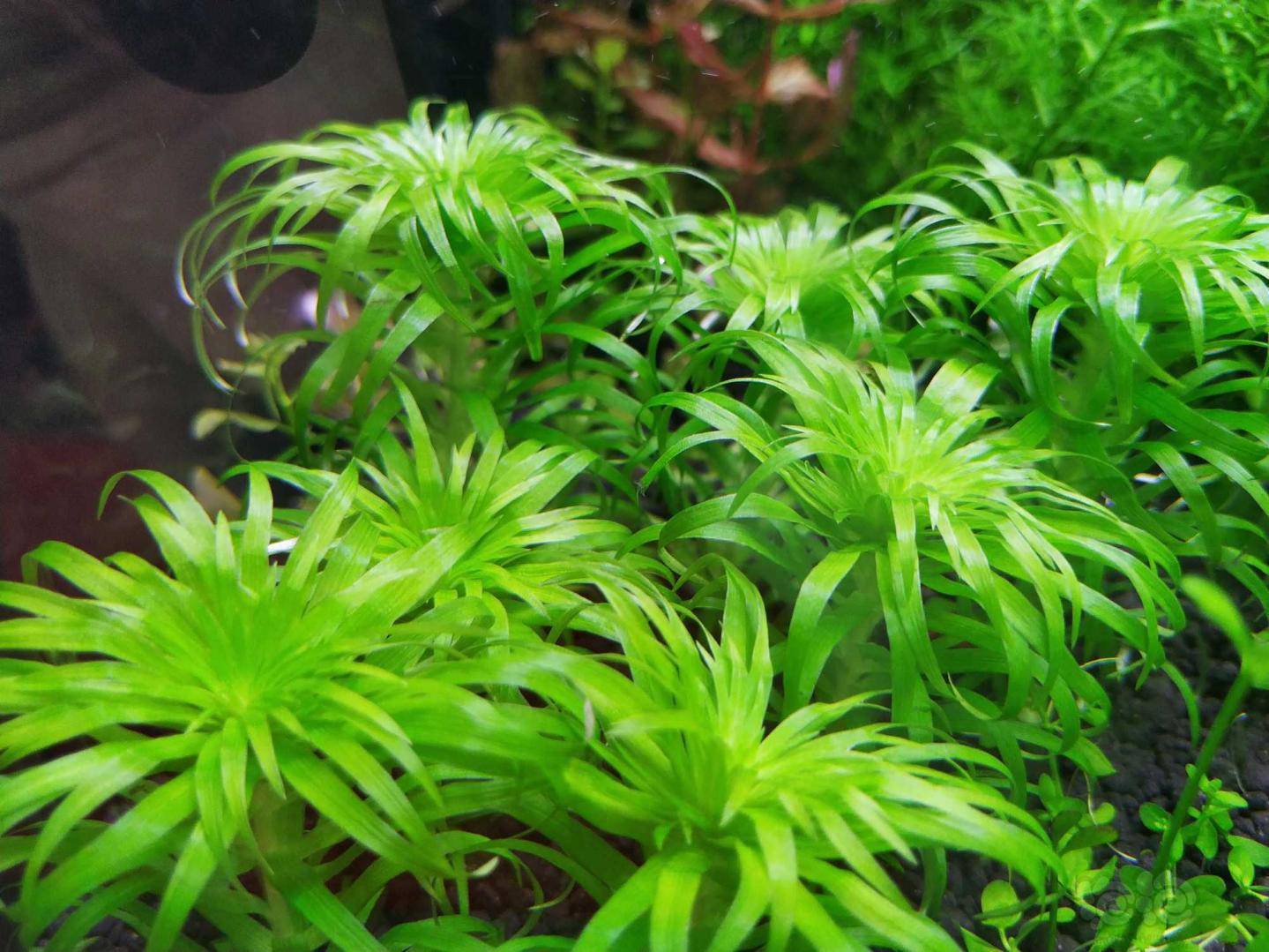 出阳性草