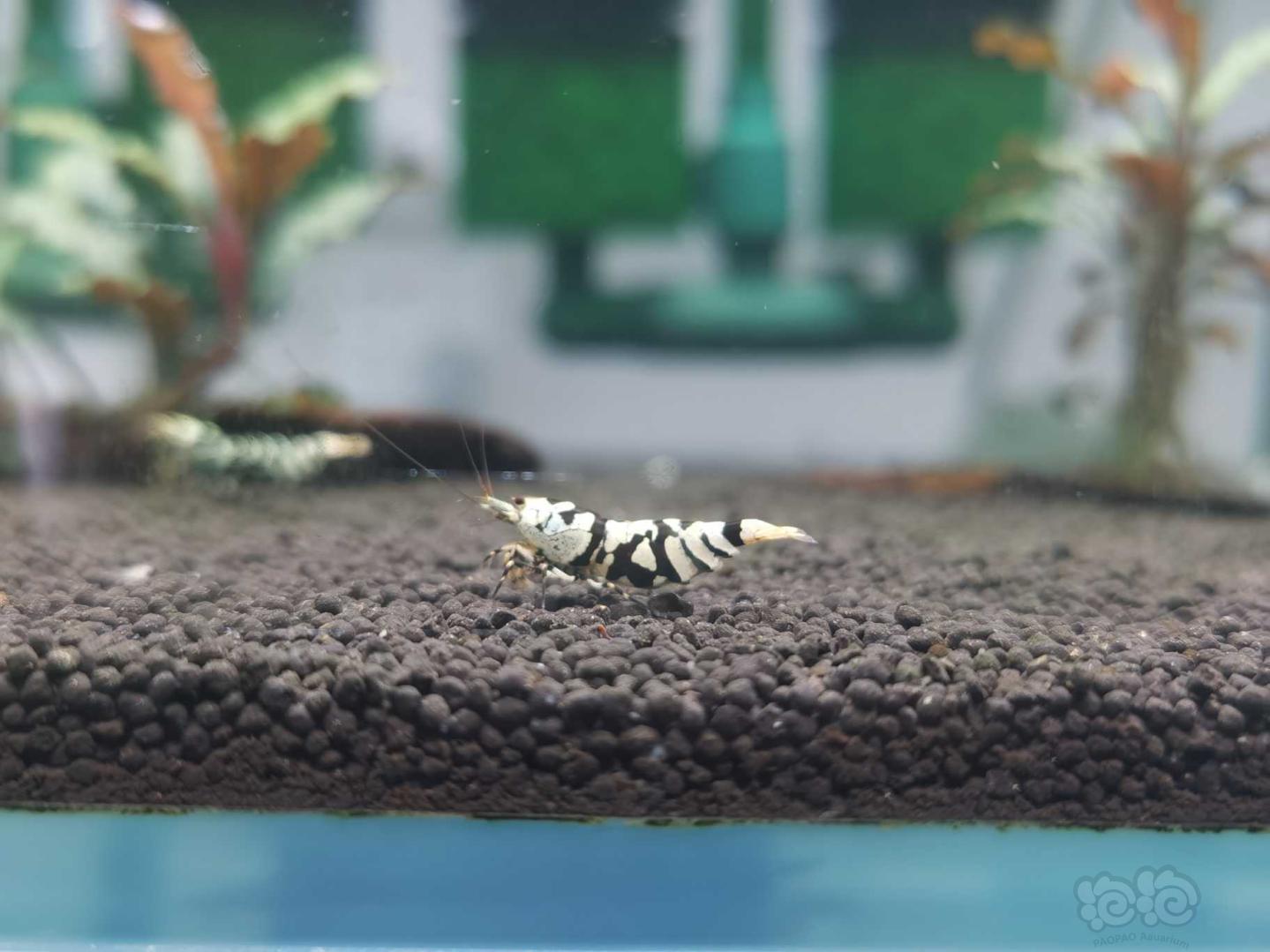 【虾】2020-07-06#RMB拍卖黑花种母虾1个-03-图3