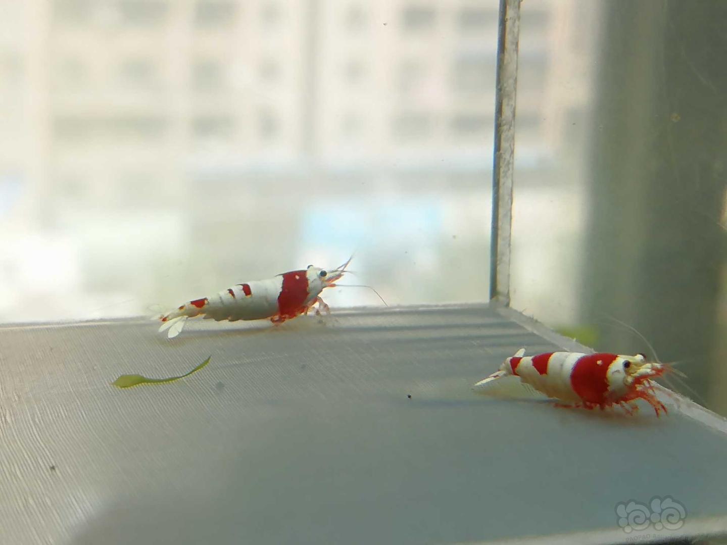 【虾】2020-07-14#RMB拍卖#红白纯血水晶虾一份4只-图3