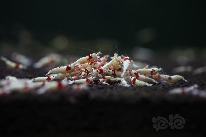 【水晶虾】纯血红白、纯血黑白、黄金龙-图2