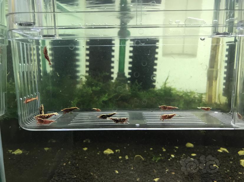 【虾】2020-7-7#RMB拍卖#红银河鱼骨13只 有三只母虾抱蛋-图1