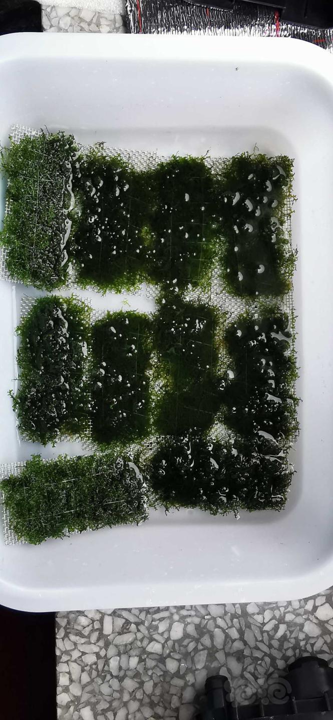 【水草】2020－07－31#RMB拍卖珊瑚莫斯，大10片-图2
