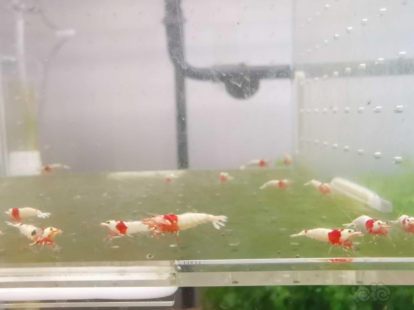 【虾】2020-07-21#RMB拍卖精选系统白躯红白水晶虾20只-图2