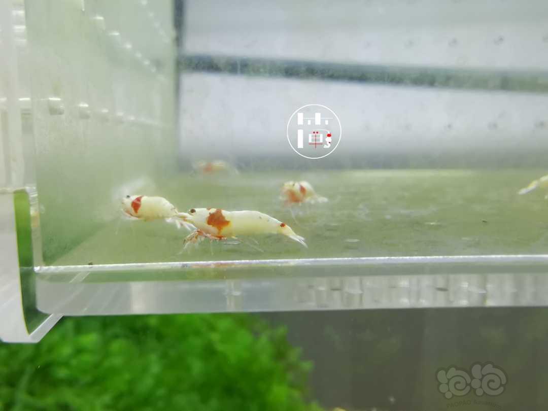 【虾】2020-07-08#RMB拍卖精选系统白躯红白水晶虾15只-图1