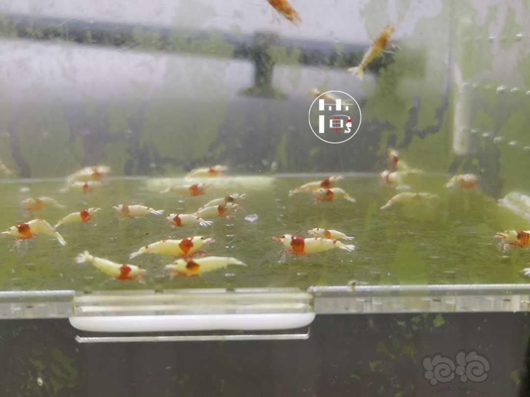 【虾】2020-07-16#RMB拍卖红白水晶虾40只-图1