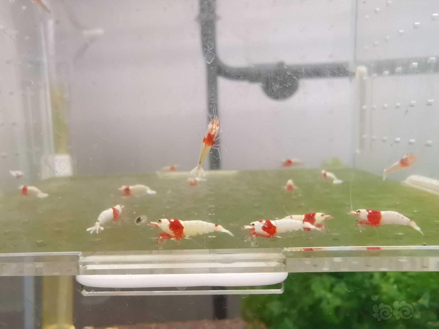 【虾】2020-07-21#RMB拍卖精选系统白躯红白水晶虾20只-图1