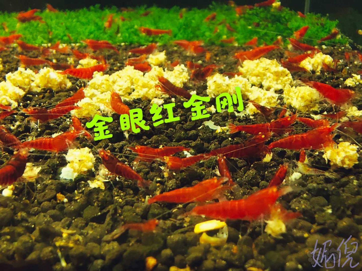 【水晶虾】出售各种水晶虾，练手闯缸虾-图6