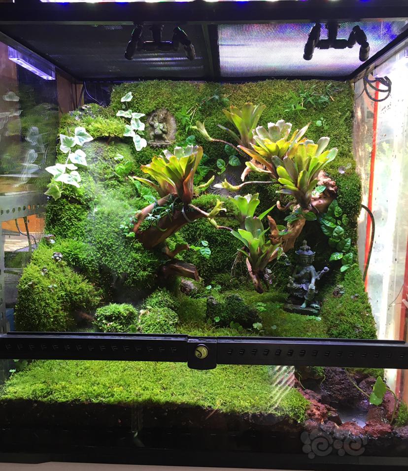 【雨林】小雨林缸里的植物-图1