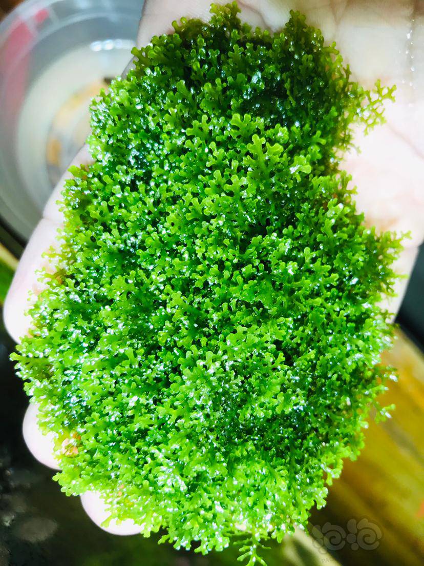 出珊瑚莫丝一片爪哇莫丝一盆