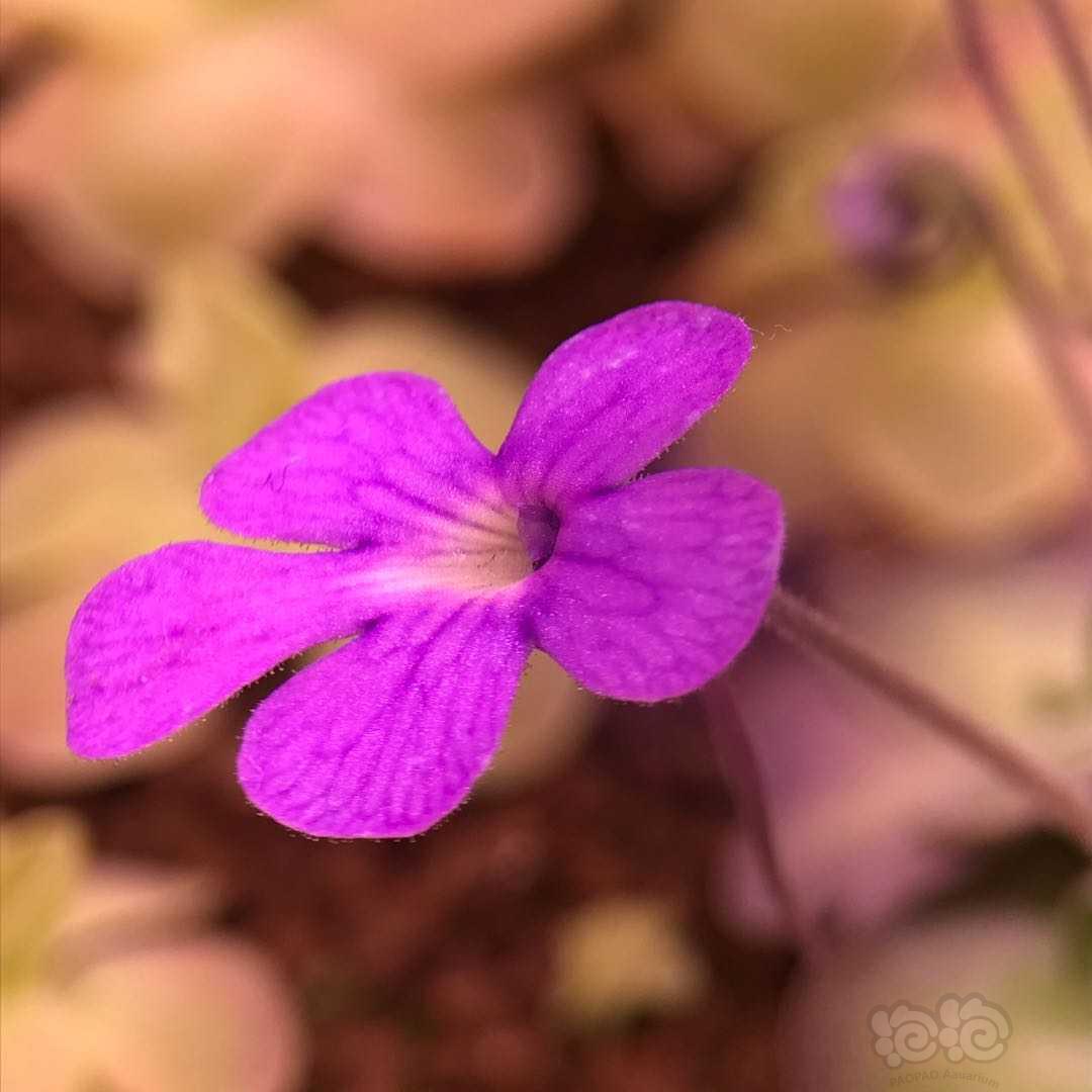 捕虫堇的小花花-图2