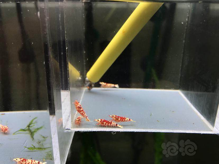 【虾】2020-07-07#RMB拍卖太极红花虎1公4母-图3