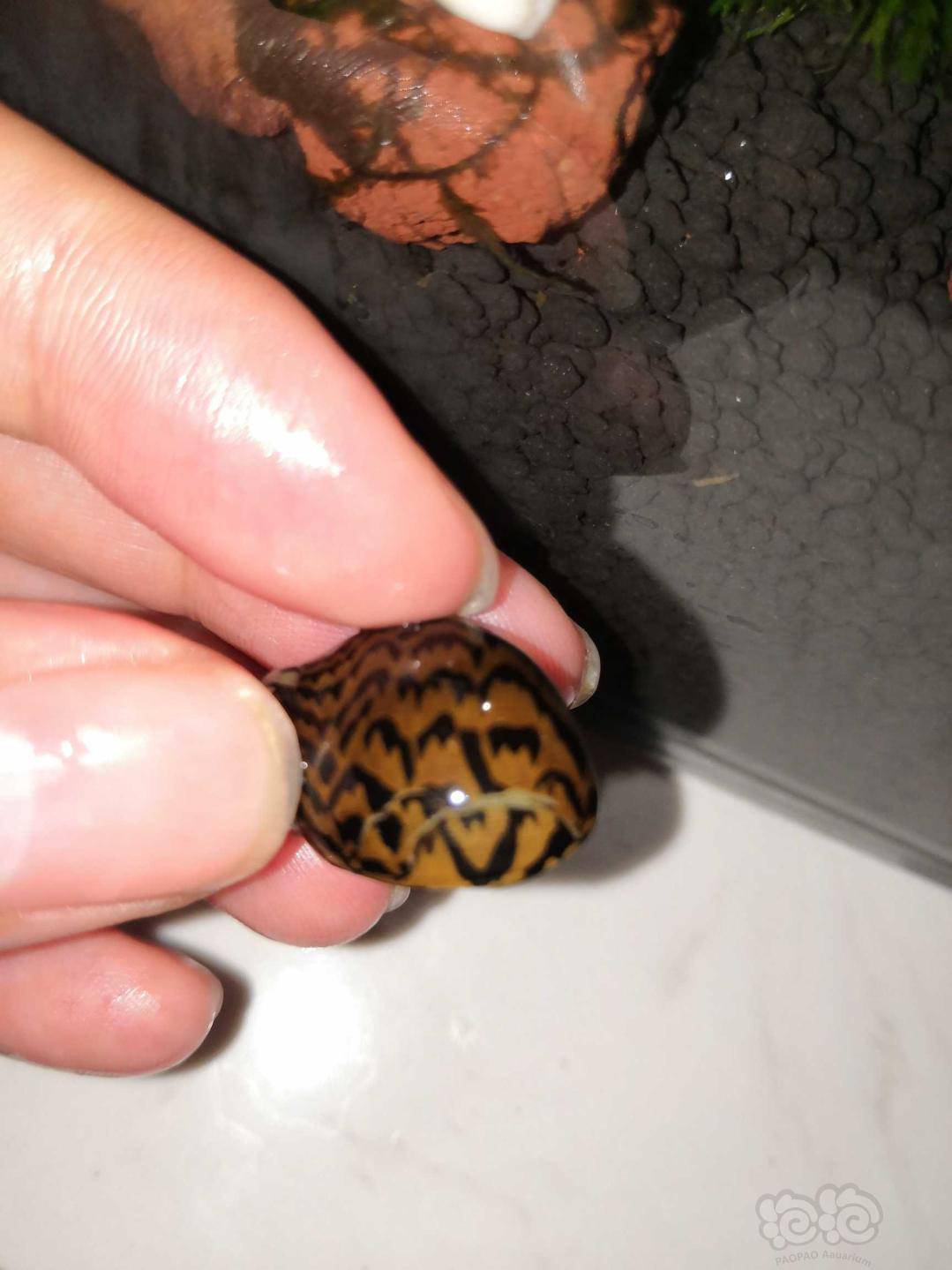 斑马螺壳裂了怎么办