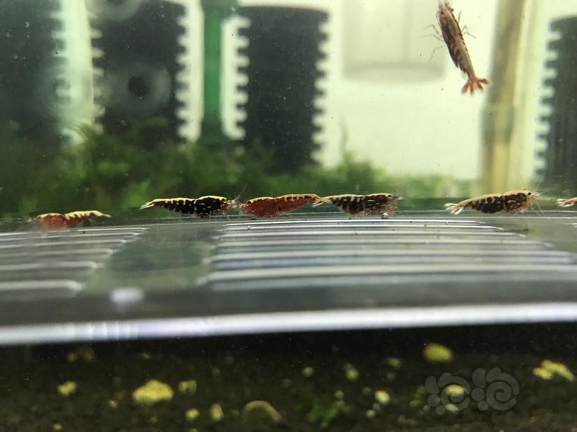 【虾】2020-7-7#RMB拍卖#红银河鱼骨13只 有三只母虾抱蛋-图4