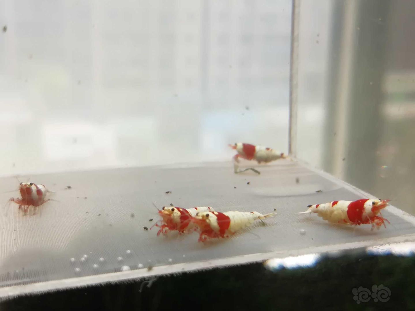 【虾】2020-07-11#RMB拍卖#红白纯血水晶虾一份5只-图2