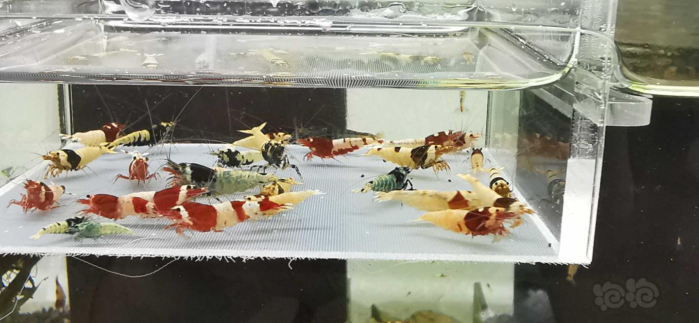 【虾】2020-07-18#RMB拍卖杂虾一份30只-图4