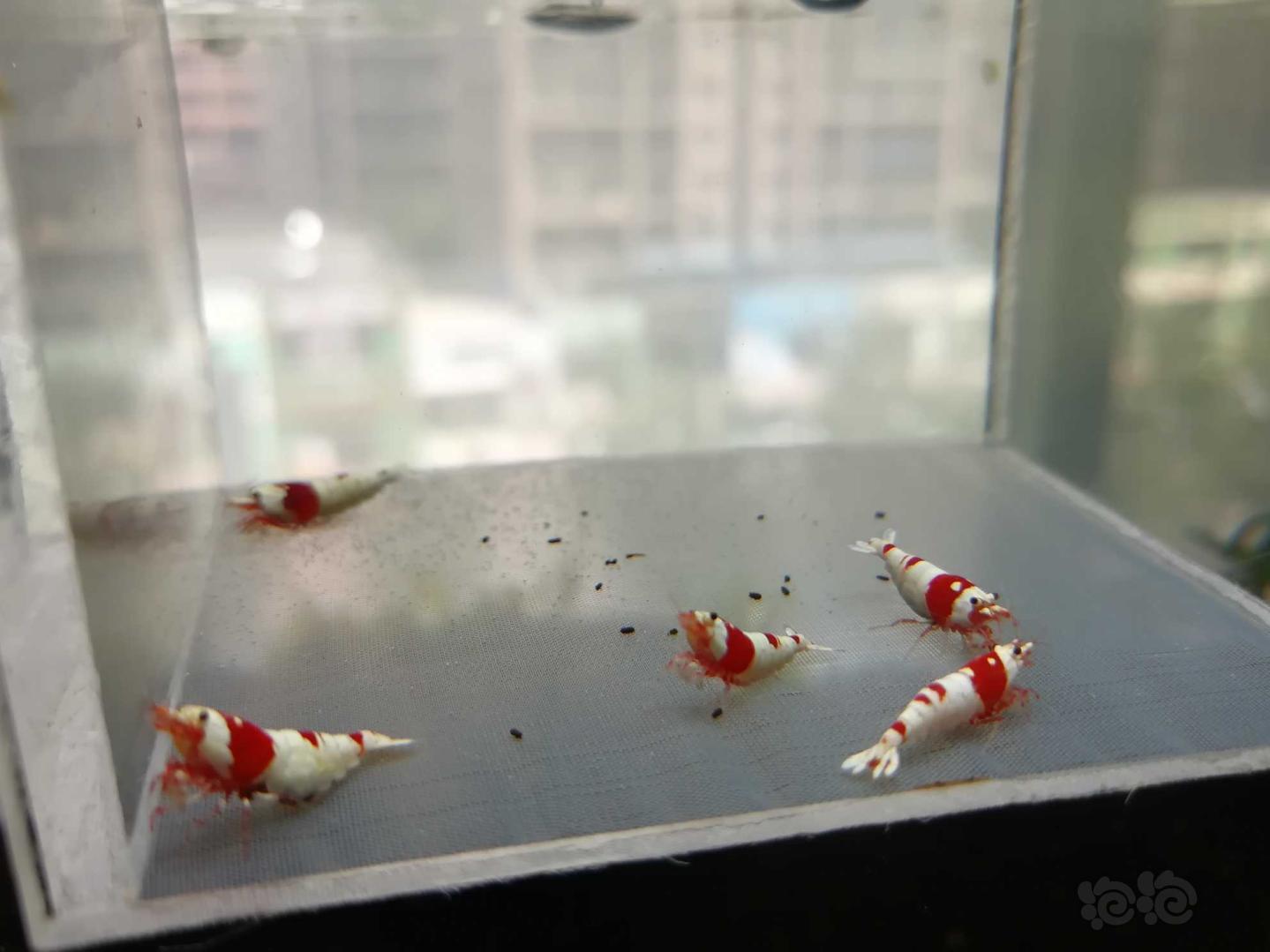 【虾】2020-07-01#RMB拍卖#红白纯血水晶虾一份5只-图4
