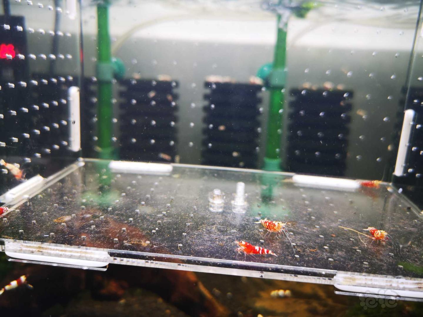 【虾】2020-07-29#RMB拍卖太极红花虎一份5只-图6
