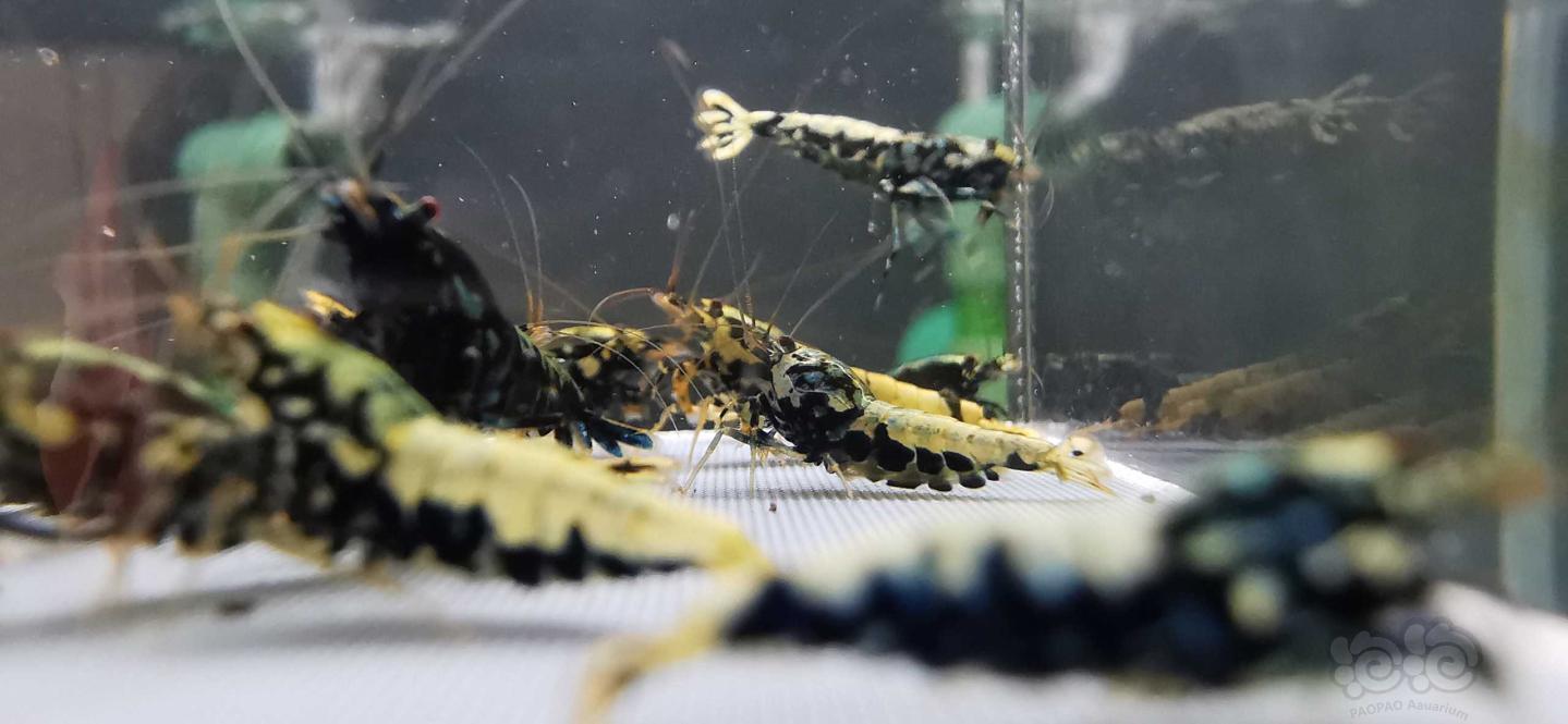【虾】2020－07－18#RMB拍卖银河蟒型虾18只-图1