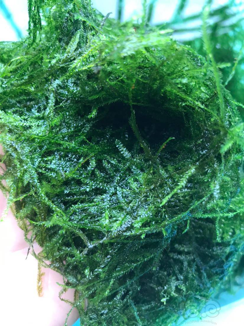 出珊瑚莫丝一片爪哇莫丝一盆