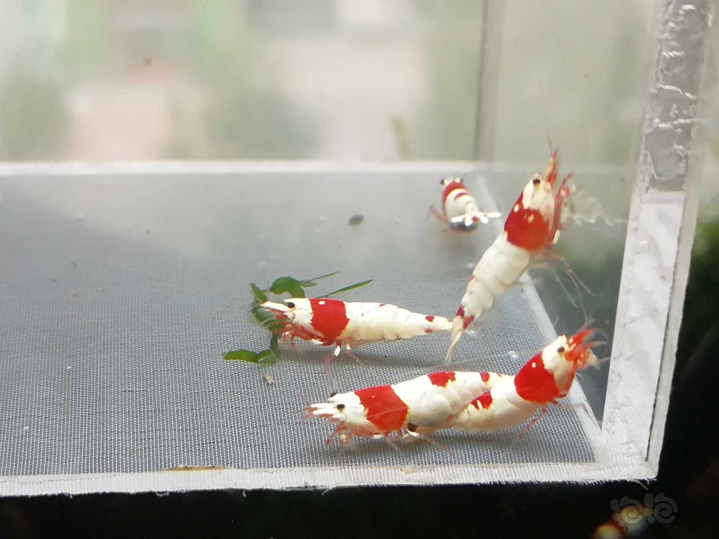 【虾】2020-07-30#RMB拍卖#红白纯血水晶虾一份6只-图3