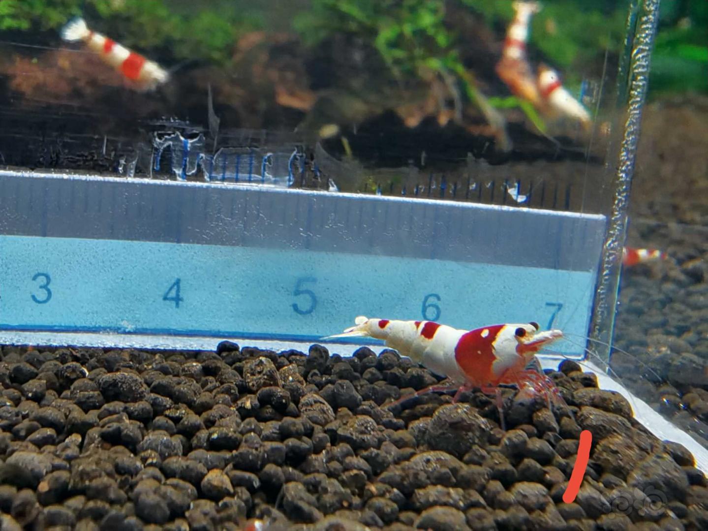 【虾】2020-07-24#RMB拍卖系统红白水晶虾2只-图12