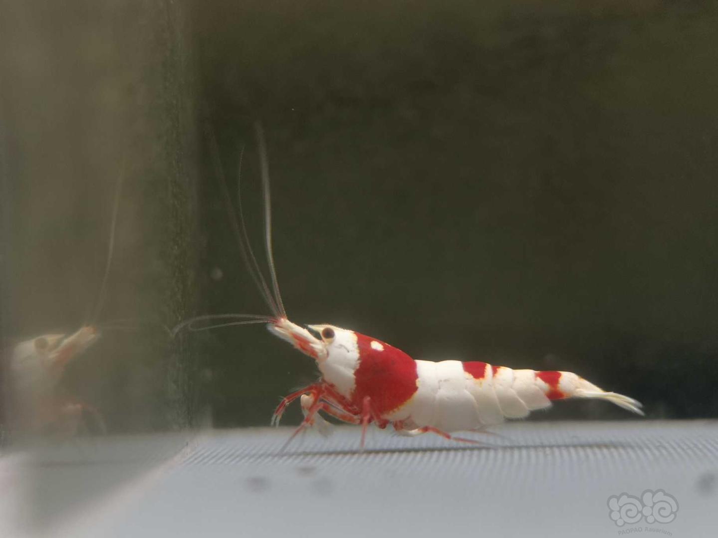 【虾】2020-07-13#RMB拍卖纯血红白一公一母-图5