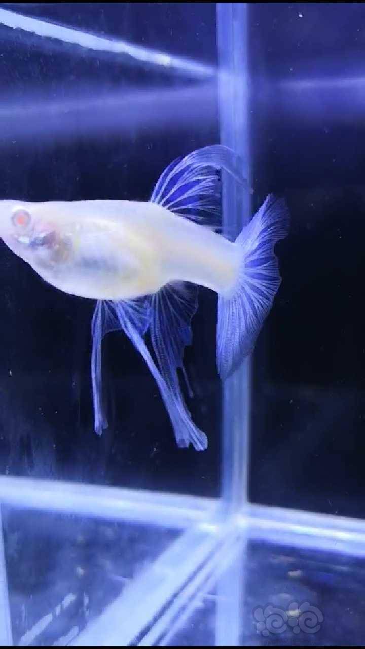 其它河北一蓝白大c