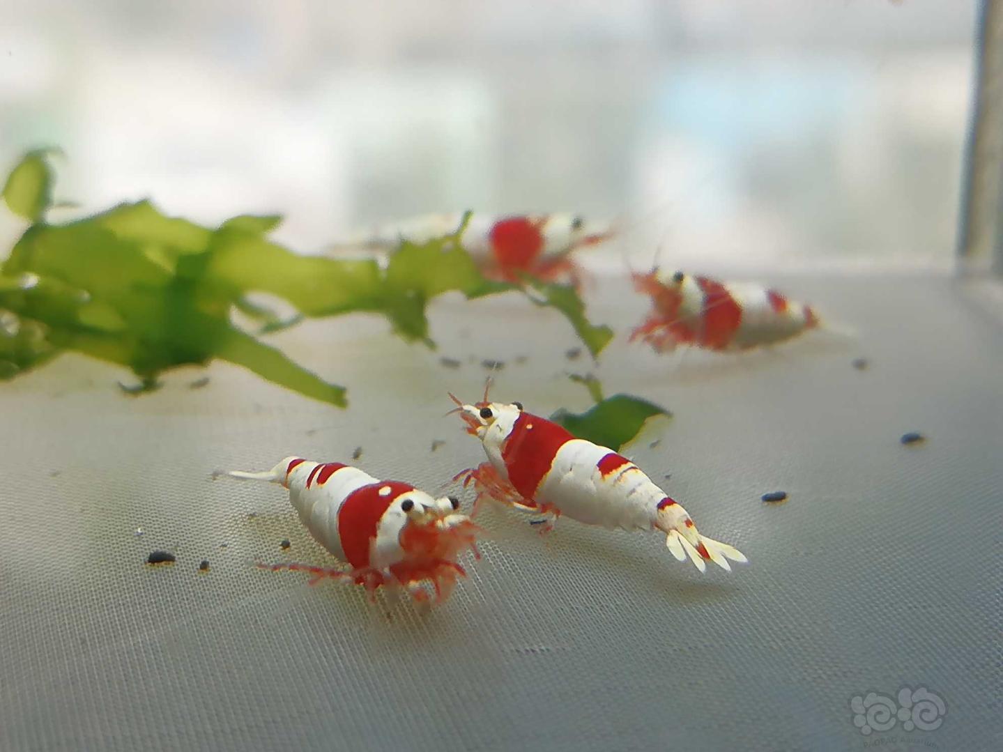 【虾】2020-07-31#RMB拍卖#红白纯血水晶虾一份6只-图7