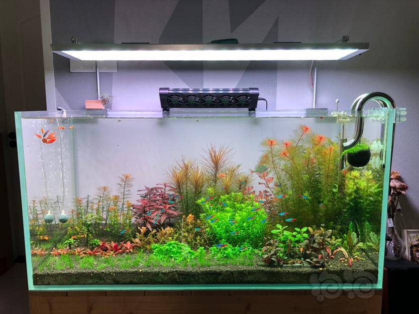 出一台威尔康rgb水草灯