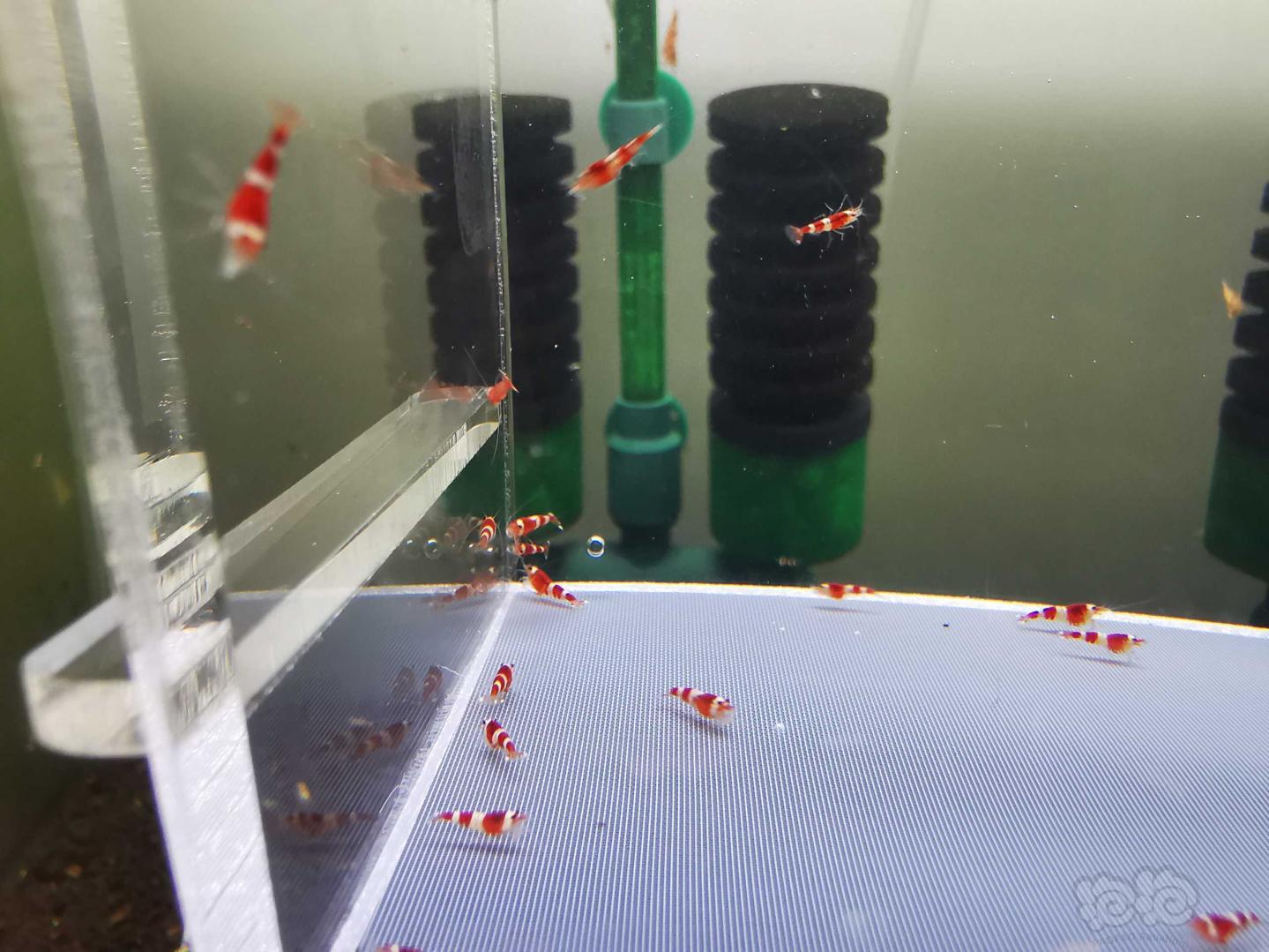 【虾】2020-7-3#RMB拍卖#圣诞红索型水晶虾一份30只-图4