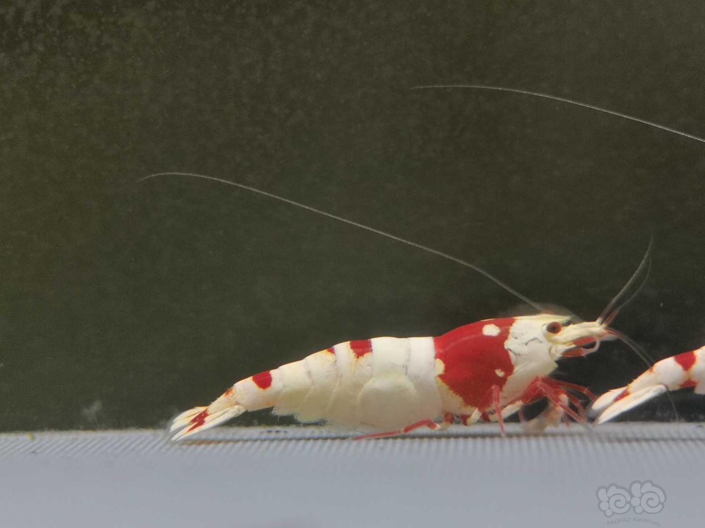 【虾】2020-07-13#RMB拍卖纯血红白一公一母-图8