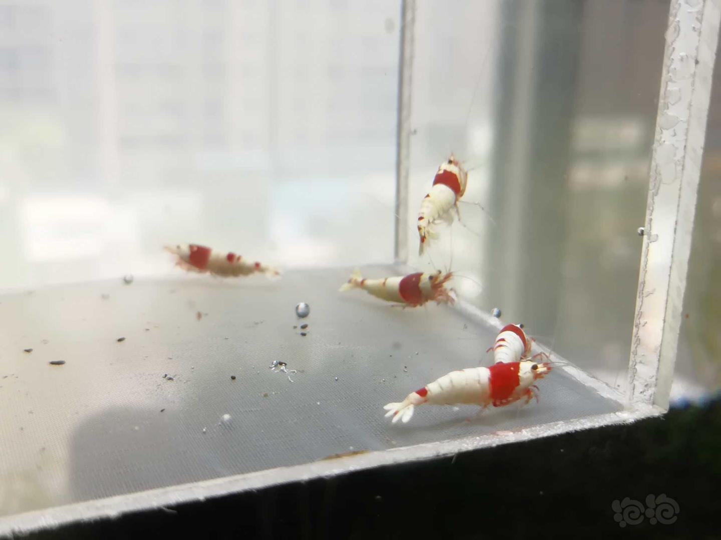 【虾】2020-07-11#RMB拍卖#红白纯血水晶虾一份5只-图1
