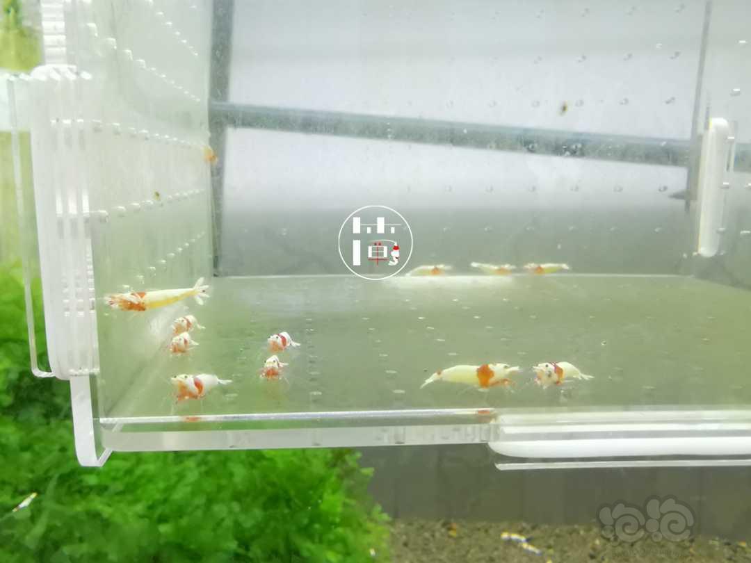 【虾】2020-07-08#RMB拍卖精选系统白躯红白水晶虾15只-图2