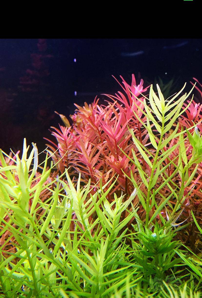 出200丹麦血宫廷送100绿蝴蝶