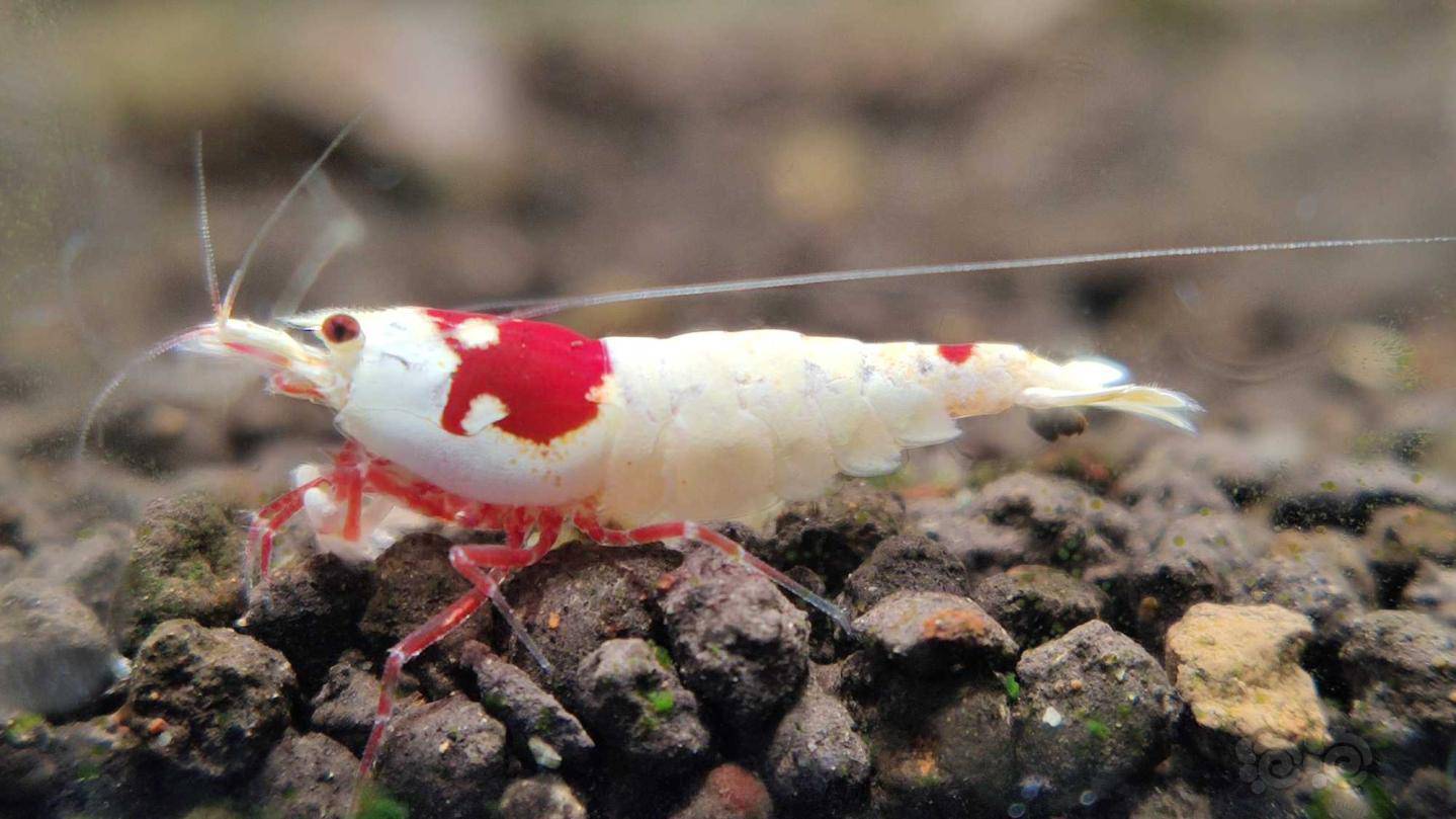 发一些我的小虾