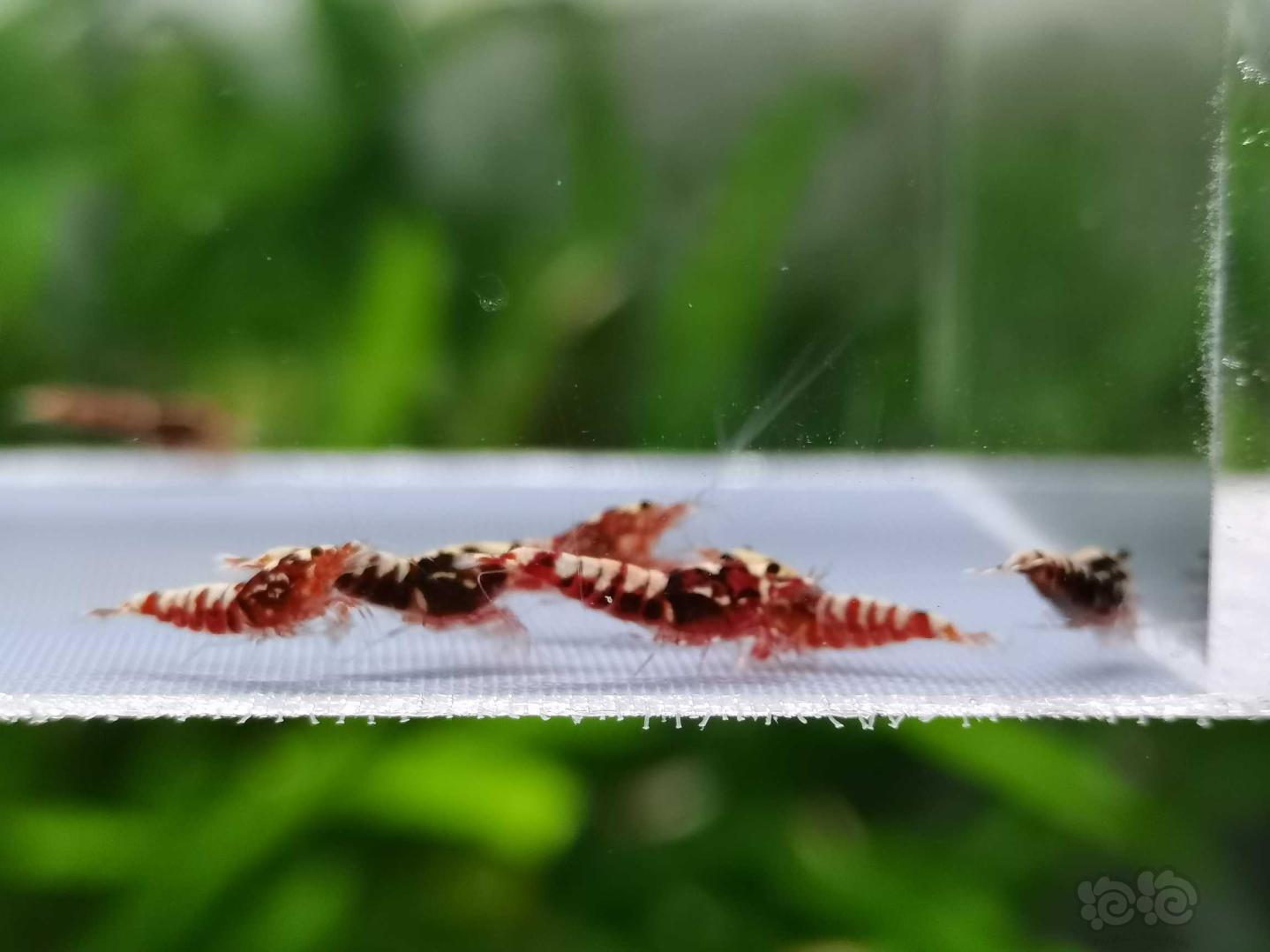 【虾】2020-7-31#RMB拍卖红银河星钻小虾一份10只-图2
