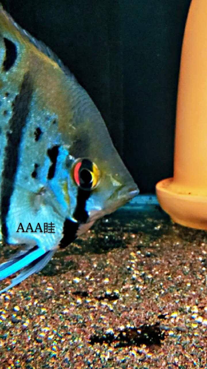 热带鱼魔门斯卡神仙鱼