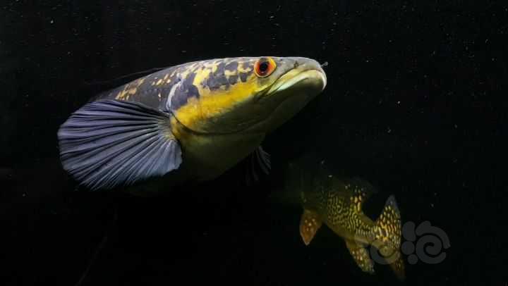 雷龍雷龍魚是越看越喜歡