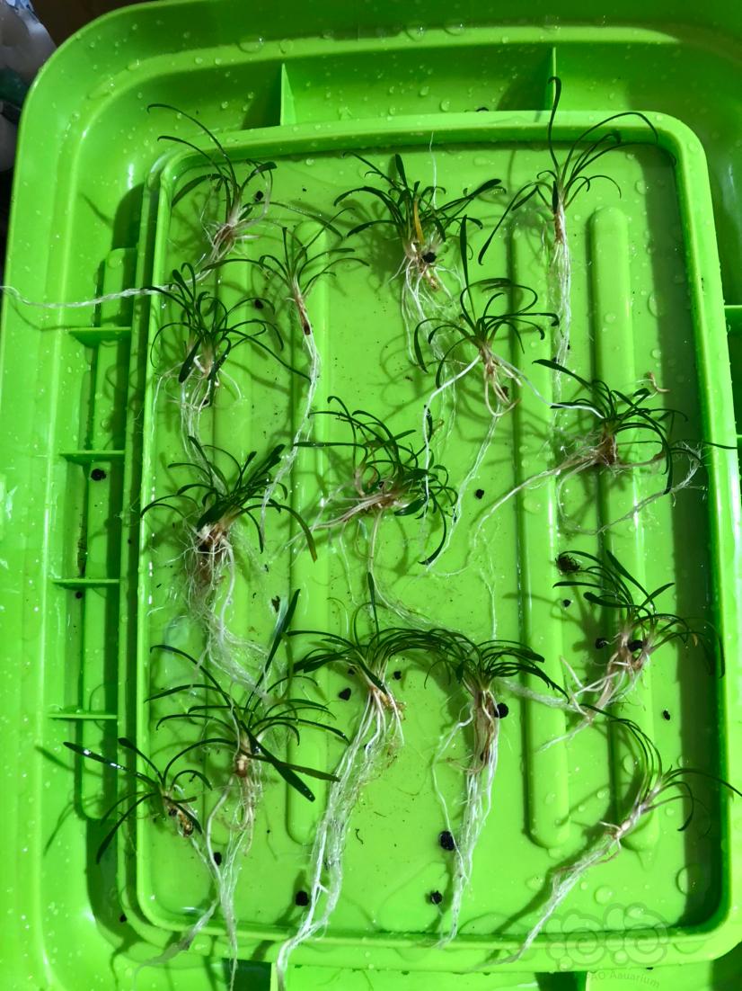 迷你椒，虎纹椒草，矮种黑幕蕨，冷水机导温器-图2