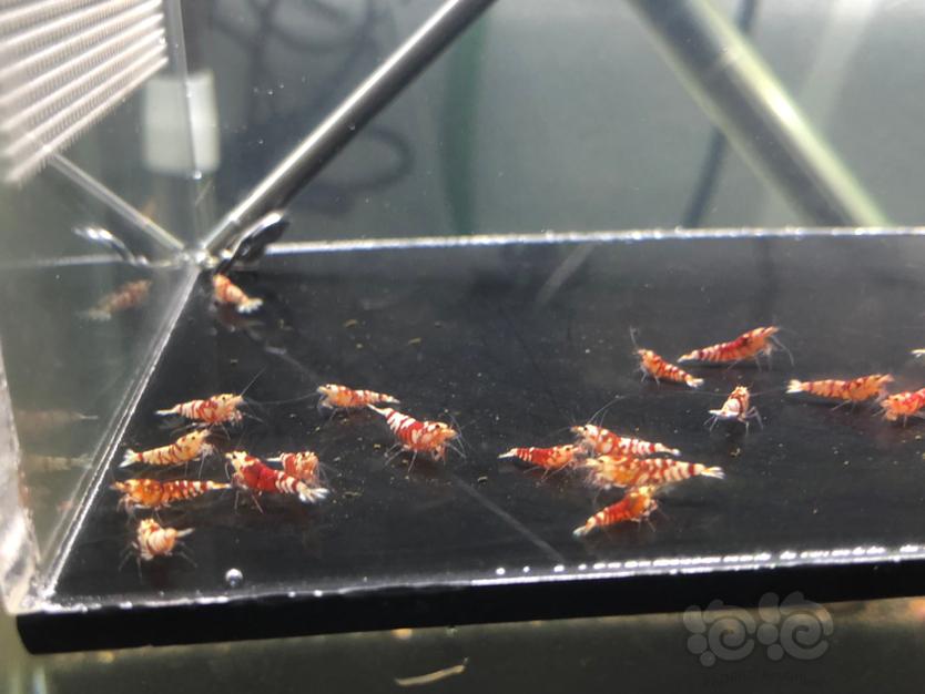 【虾】2020-07-25#RMB拍卖红花虎小虾20只-图4