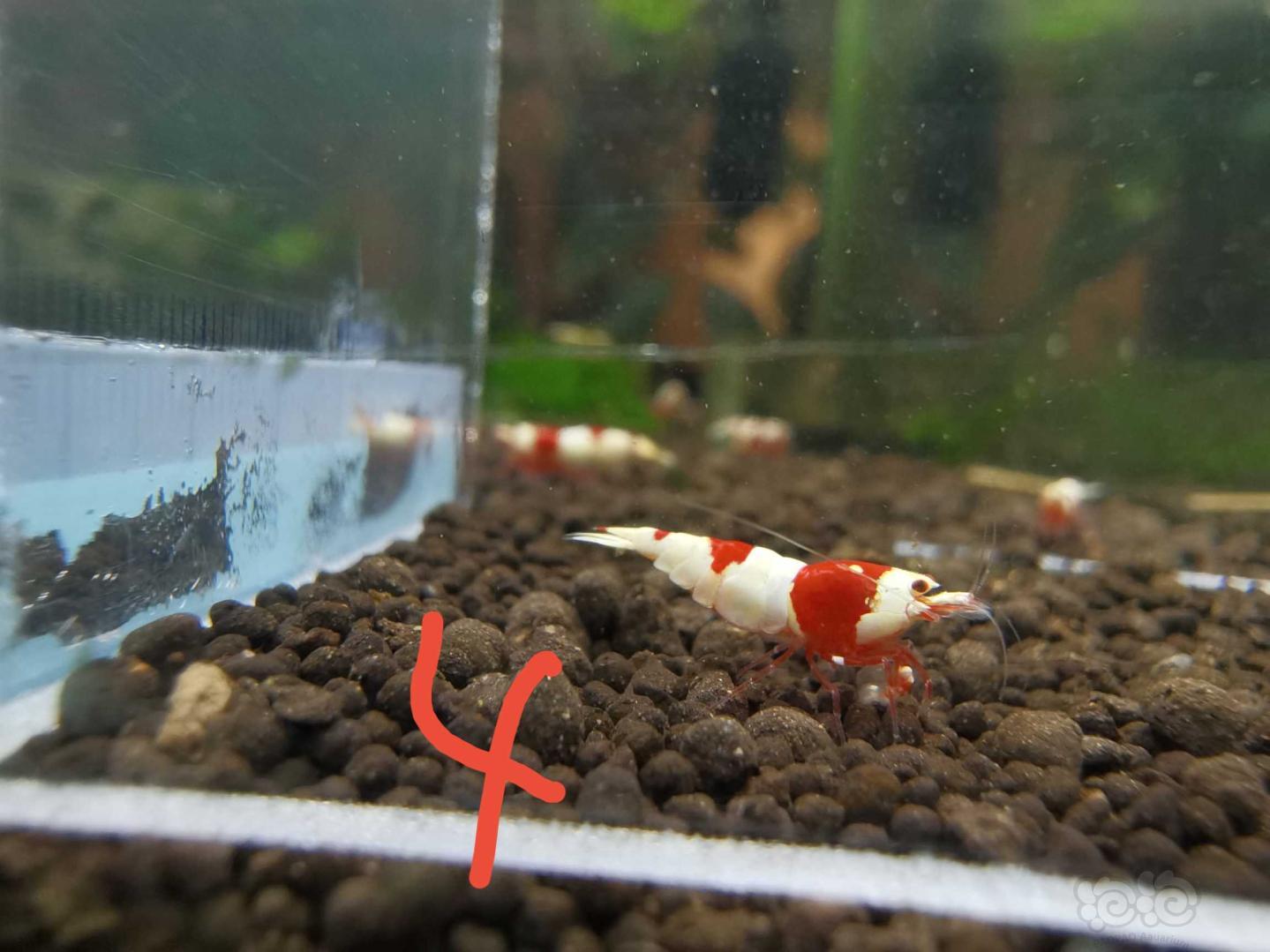 【虾】2020-07-24#RMB拍卖系统红白水晶虾2只-图2
