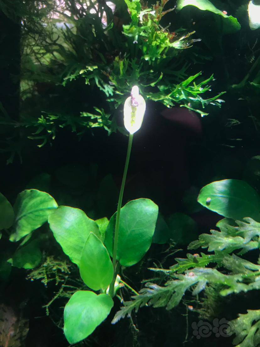 第一次见水榕开花